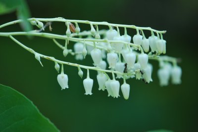 Oxydendron arboreum - kysloun stromový - květenství